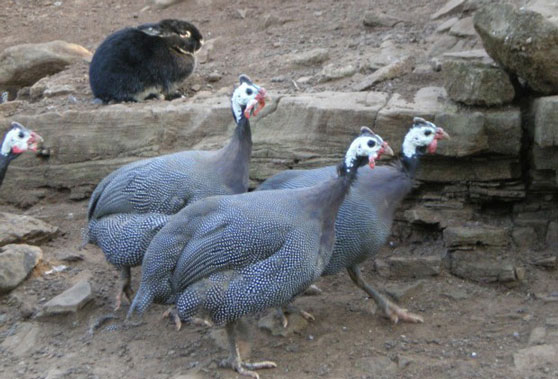 Des dindes devant le village de lapins