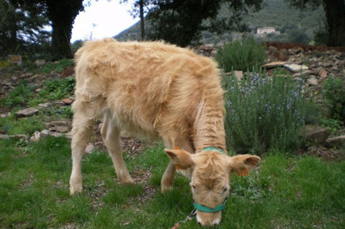 Une vache de la ferme